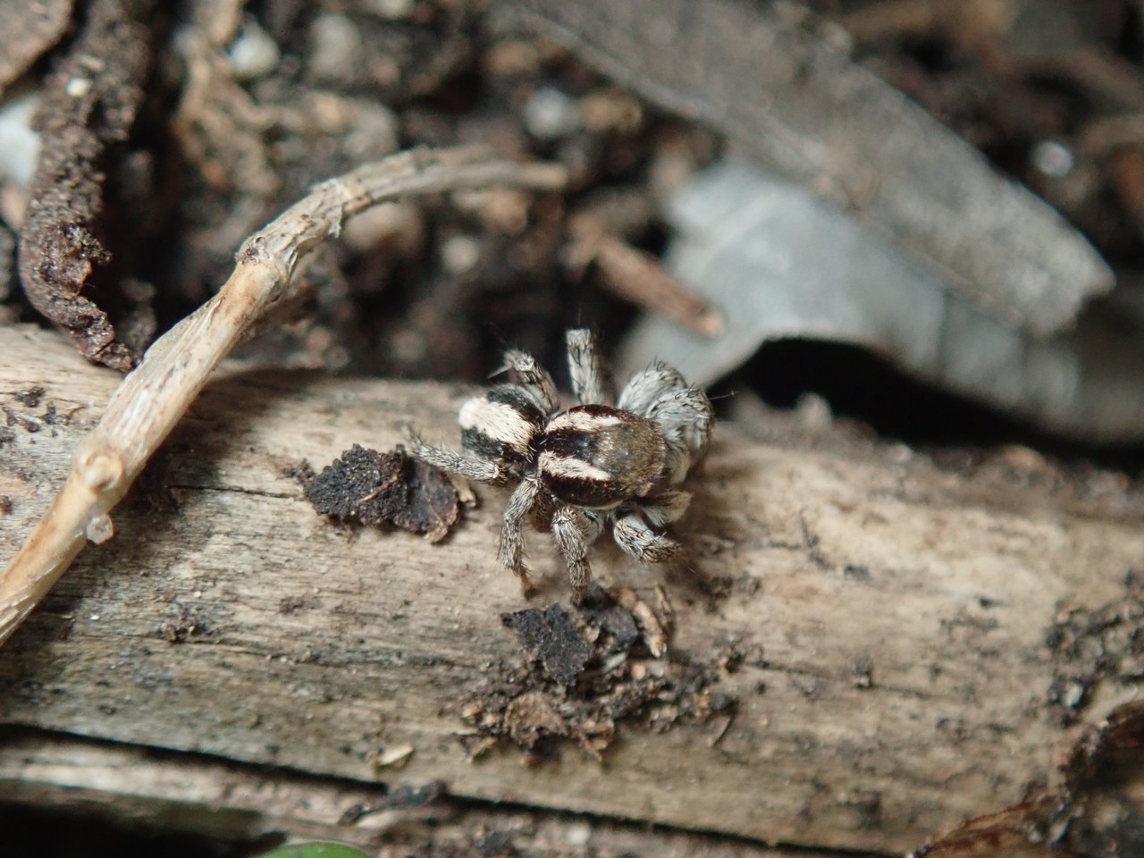 Aelurillus luctuosus